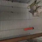 للبيع 5 اجواز روز شرط انتاج بيع جمله ما فيه تفريد