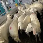 رخال حريات