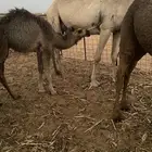 قعود لباني للبيع
