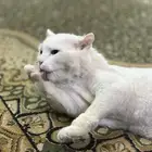 قط أبيض للبيع
