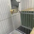 عرض على اروز جاهزين للإنتاج