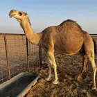 لقحه مهي بعير وتلد