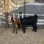 تيوس وجفار سمان ونظيفه
