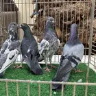 حمام باكستاني