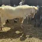 تيس فحل جبر ابيض