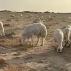 حري فحل