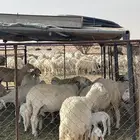 ضان العدد تقريبن حول23يتبعها عددها وحده متاوم