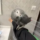 ببغاء كاسكو