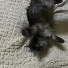 بسه شيرازيه تايقر انثي