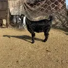 جفرة عارضية