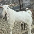 تيس فحل مشروك