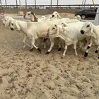 للبيع سواكن مرابي كفو