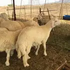 ذبايح حريه فاخره فل شحم