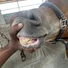 مهر شعبي