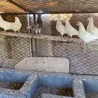 زغاليل فرنسي فاااخر