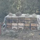 نحل بلدي للبيع خلايا حديث ومحايلي