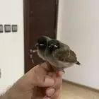 فروخ بلابل كشميري