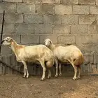 2 ضان بلدي فواخر