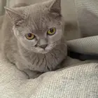قطة انثى للبيع سكوتش