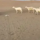 غنم حريات للبيع