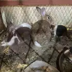 للبيع ارنب و وباره