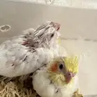 فروخ كروان البينو لاتينو