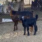 للبيع معزاء اربع تحتها اربعه
