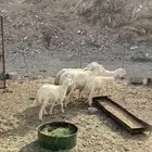 ضان و جذعان