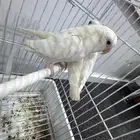 عنك