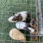 للبيع هامستر