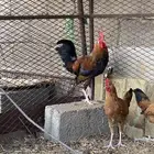 ديك عربي اصيل