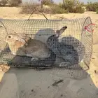 أرانب للبيع