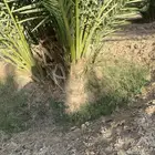 فسائل روثانة