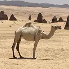 ابل العدد 5