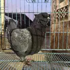 ذكر كنق بلو بار مستوى توب توب حجم سوبر جامبو