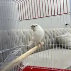 كناري