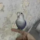 روز اليف