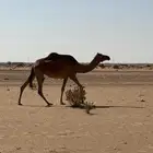 خلفه حمرا طيبه تحتها بكره