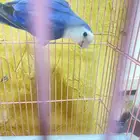 البيع روز أنثى العمر سنه