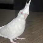 كروان البينو ذكر