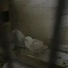 زوج روز منتج