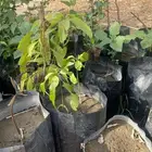 شتلات