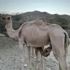 ناقه ناتي عليه قعود عينها اليسار تعبانه