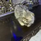 قط معقم للتبني أليف