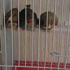 طيور زيبرا ذكرين وانثى بصحه جيده