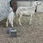 سديس عليها رخل صفراء برصا