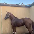 حصان عربي اصيل