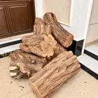 للبيع جذوع شجرة كبيرة