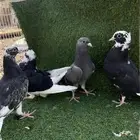 حمام قطيفي طبات هجرسي و نمشي و ازرق مذيلات