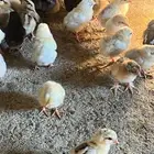 صوص دجاج بلدي الصحه ماشاءالله تبارك الله محصن الحمدلله